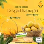 Buy Alphonso Mango Online | Fresh & Authentic Mangoes Delivered to Your Doorstep