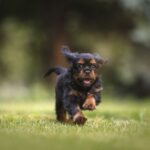 The Complete Guide To Puppies – Pet Love Care