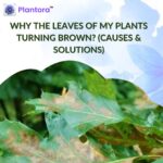 Why The Plants Leaves Turning Brown? (Causes & Solutions)