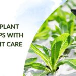 Free Plant Scanner Apps With Expert Plant Care Tips