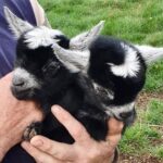 Pygmy goats for sale