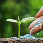 Learn How To Fertilize Your Plants?