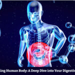 The Amazing Human Body: A Deep Dive into Your Digestive System