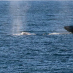 Navigating the Pacific: Exploring San Diego’s Spectacular Boat Tours!