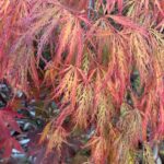 Japanese Maple Ornatum 