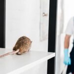 Rodent Pest Control Melbourne