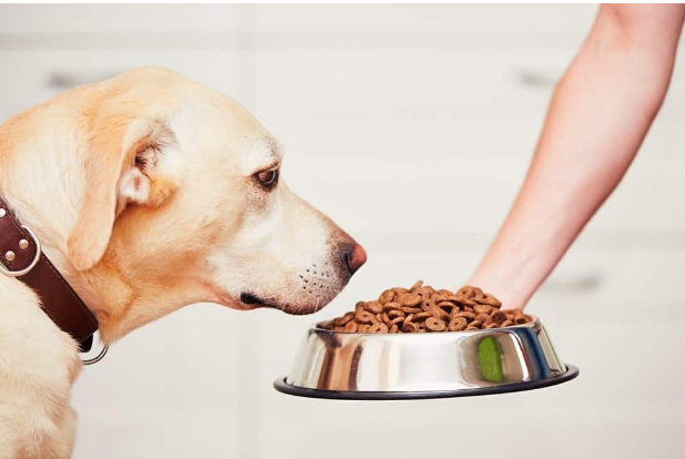 Nourish Your Canine Companion with Skinner Dog Food