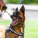 Security dogs in London with Professional Security Dog Services