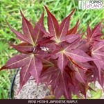 Transform Your Garden with Online Red Leaf Trees Shopping