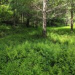 Beautiful 5-Acre Mountain Property for Sale in Wilkes County, NC