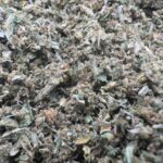 Découvrez les bienfaits du Small Bud CBD pour le bien-être au quotidien