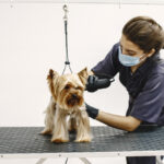 6 Noticeable Benefits of Pet Grooming Services